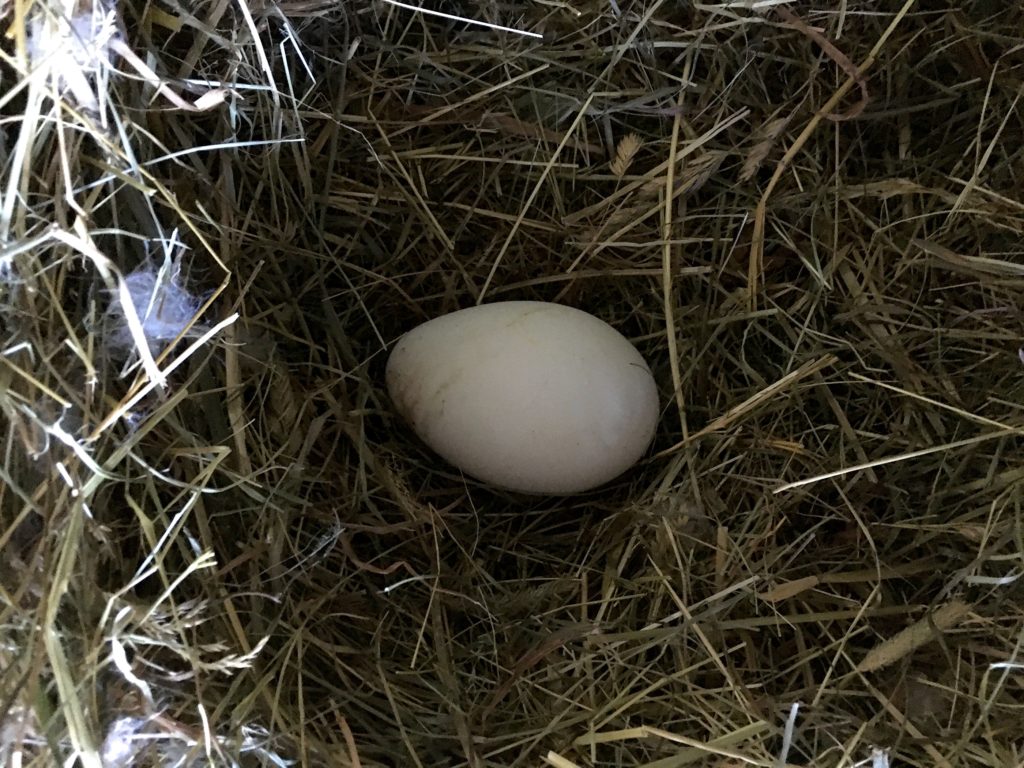 vejce husí hnízdo jaro kysuce 