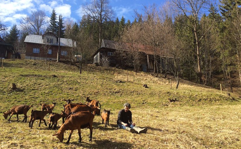 zlámaná kysuce jaro jar předjaří kozy koza hnědá pastvina